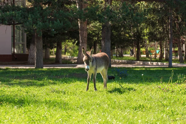 Pequeno burro num prado com relva verde. Paisagem rural . — Fotografia de Stock