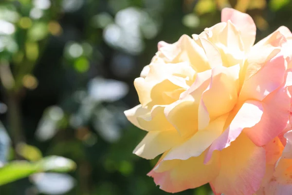 Rosa colorida, hermosa y delicada en el jardín. Amarillo, rosa de té . — Foto de Stock