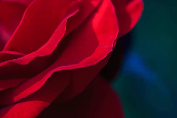 Színes, gyönyörű, finom rózsa a kertben. Vörös rózsa. — Stock Fotó