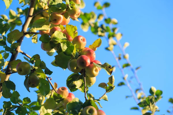 Äpplen på en trädgren mot en blå himmel. jordbrukets naturliga bakgrund — Stockfoto