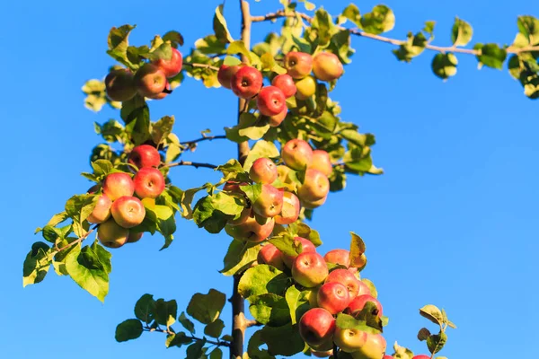 Äpplen på en trädgren mot en blå himmel. jordbrukets naturliga bakgrund — Stockfoto