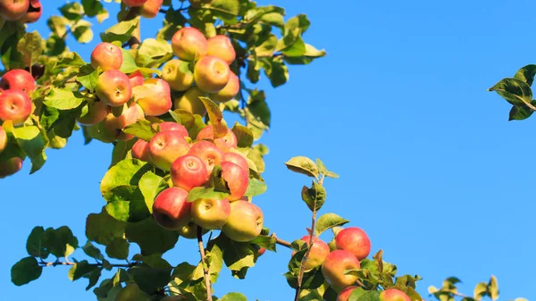 Äpplen på en trädgren mot en blå himmel. jordbrukets naturliga bakgrund — Stockfoto