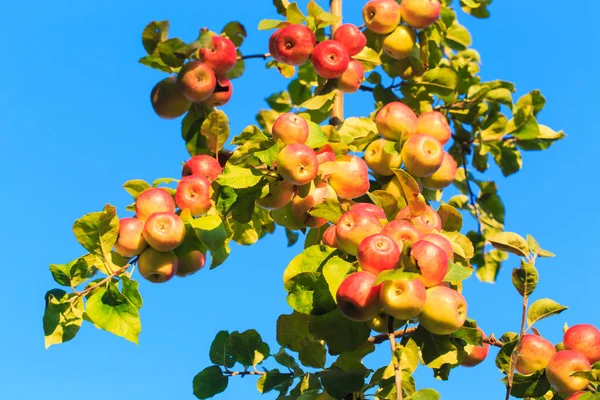 Äpplen på en trädgren mot en blå himmel. jordbrukets naturliga bakgrund — Stockfoto