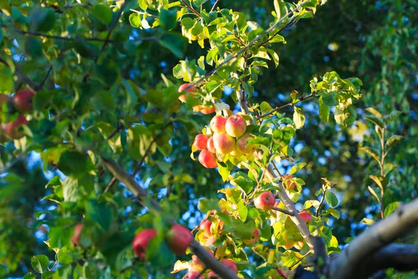 Яблоки на ветке дерева против голубого неба. сельскохозяйственный природный фон — стоковое фото