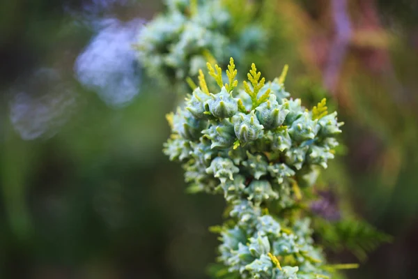 Conos verdes de thuja western en una rama, de cerca. La familia botánica de thuja es cupressaceae — Foto de Stock