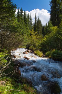 Dağların tepesinde fırtınalı bir nehir. Parlak yaz manzarası. Uzun ladin ve yeşil çimen. Kırgızistan Güzel manzara.