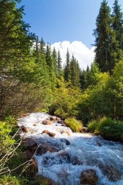 Dağların tepesinde fırtınalı bir nehir. Parlak yaz manzarası. Uzun ladin ve yeşil çimen. Kırgızistan Güzel manzara.