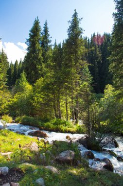 Stormy river high in the mountains. Bright summer landscape. Tall spruce and green grass. Kyrgyzstan Beautiful landscape. clipart