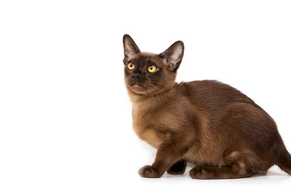 Burmese cat. Cute playful chocolate-colored kitten. On white background. — Stock Photo, Image