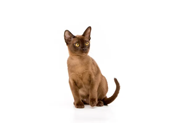 Burmese cat. Cute playful chocolate-colored kitten. On white background. — Stock Photo, Image