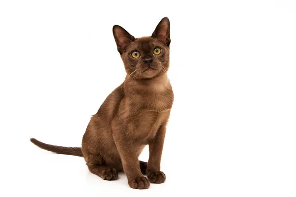 Burmese cat. Cute playful chocolate-colored kitten. On white background. — Stock Photo, Image