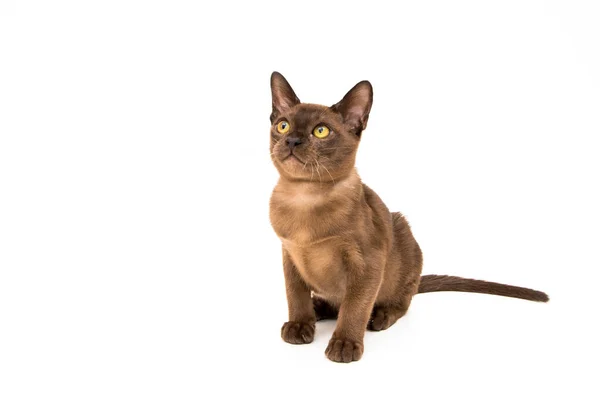 Burmesisk katt. Söt lekfull chokladfärgad kattunge. På vit bakgrund. — Stockfoto