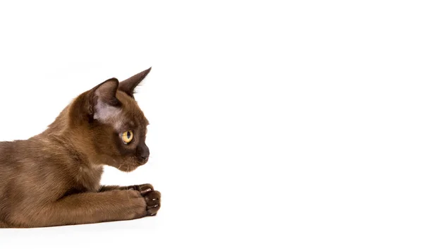 Burmai macska. Aranyos játékos csokoládé színű cica. Fehér alapon. — Stock Fotó