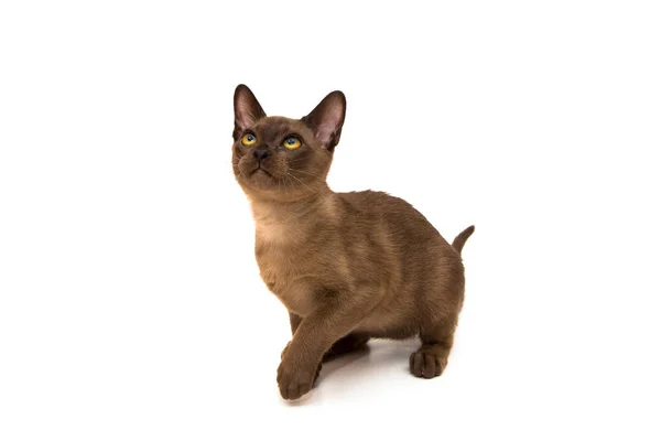 Burmesische Katze. niedliches verspieltes schokoladenfarbenes Kätzchen. auf weißem Hintergrund. — Stockfoto