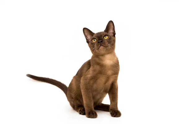 Burmese cat. Cute playful chocolate-colored kitten. On white background. — Stock Photo, Image