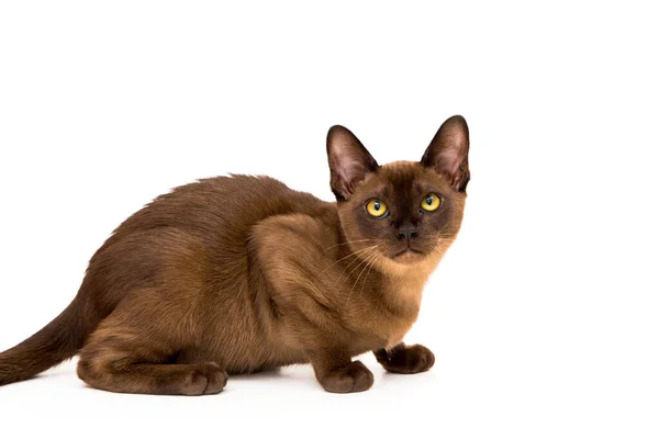 Бирманская кошка. Милый игривый шоколадный котенок. На белом фоне . — стоковое фото