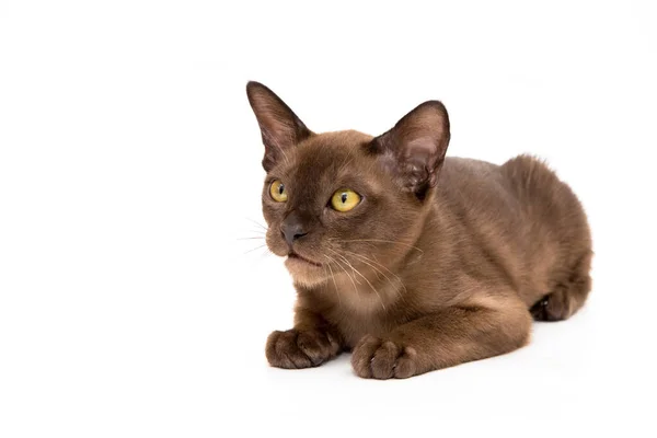 Burmese cat. Cute playful chocolate-colored kitten. On white background. — Stock Photo, Image