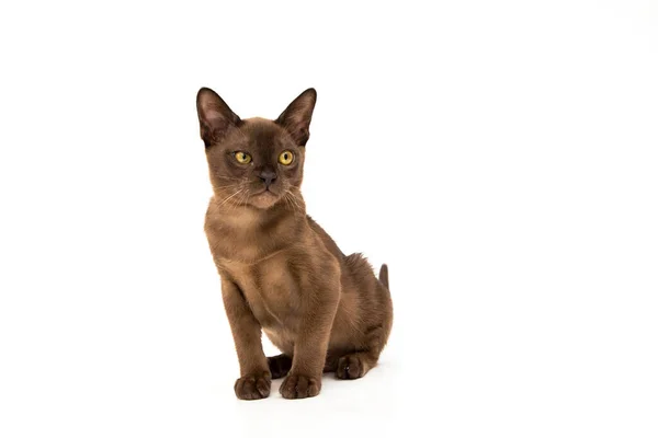 Burmese cat. Cute playful chocolate-colored kitten. On white background. — Stock Photo, Image