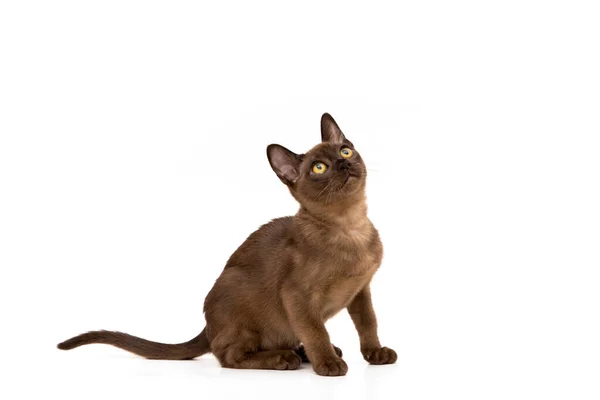 Burmese cat. Cute playful chocolate-colored kitten. On white background. — Stock Photo, Image