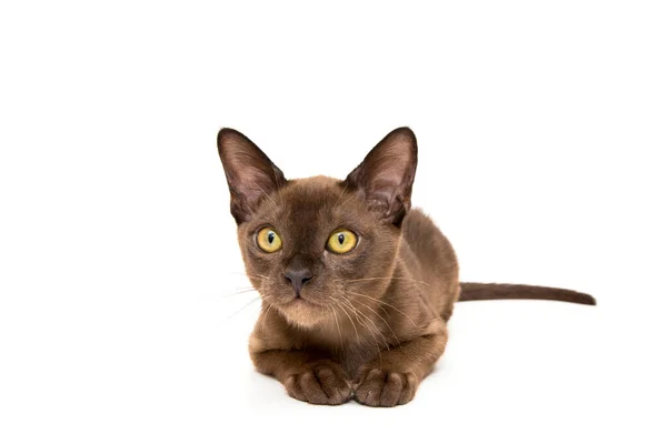 Burmai macska. Aranyos játékos csokoládé színű cica. Fehér alapon. — Stock Fotó