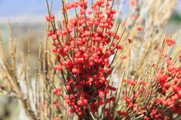 Ephedra jest rodzajem krzewów z klasy uciskowej, rodzaju Ephedra Ephedraceae lub Ephedra. Czerwone jagody, rośliny odurzające. — Zdjęcie stockowe