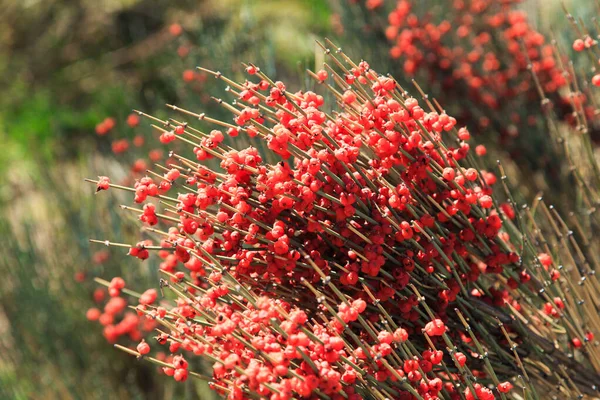 Ephedra jest rodzajem krzewów z klasy uciskowej, rodzaju Ephedra Ephedraceae lub Ephedra. Czerwone jagody, rośliny odurzające. — Zdjęcie stockowe