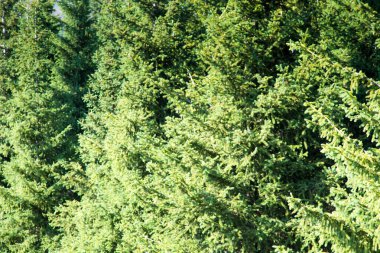 Noel ağacı dallarının dokusu. Doğal arka plan. Yeşil renk.