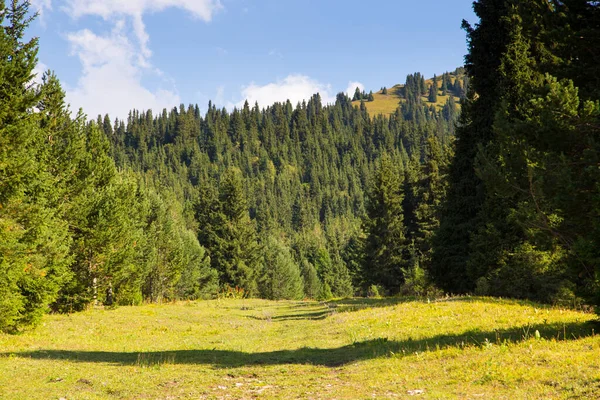 Young trees of a Christmas tree in the mountains. Summer beautiful landscape. — Stock Photo, Image