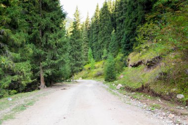 Ormandaki yol Noel ağaçlarının arasından geçiyor. Yaz kırsal arazisi.