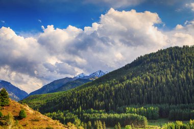 Güzel dağ manzarası. Yoğun bir ormanla tıka basa. Yaz manzarası. Kırgızistan