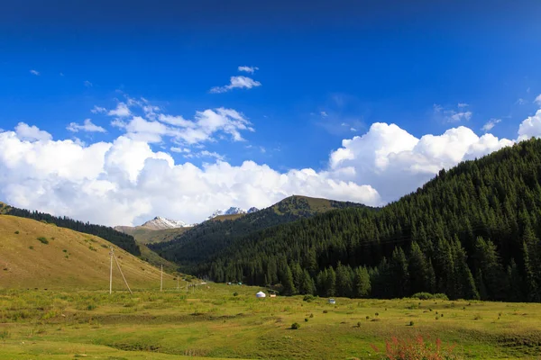 Horská krajina vysoko v horách. Velké zelené vánoční stromky. Letní krajina. Kyrgyzstán — Stock fotografie