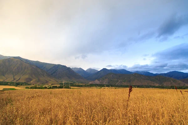 Paisagem de outono. Um campo com espigas crescentes de pão contra o pano de fundo de altas montanhas e um céu pastoso. Hora da colheita . — Fotografia de Stock