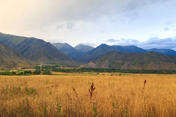 Höstlandskap. Ett fält med växande öron av bröd mot bakgrund av höga berg och en klibbig himmel. Skördetid. — Stockfoto