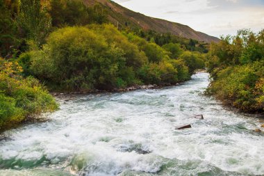 Dağların tepesinde fırtınalı bir nehir. Parlak yaz manzarası. Uzun ladin ve yeşil çimen. Kırgızistan Güzel manzara.