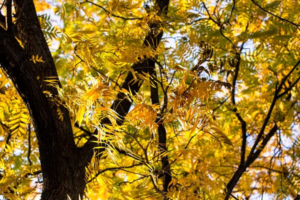 Fond d'automne. feuilles jaunes sur un fond de ciel bleu. fond naturel — Photo