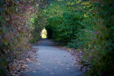 Orman yolu çalıların arasından geçiyor. Sonbahar arkaplanı. Tünelin sonuna kadar ışık