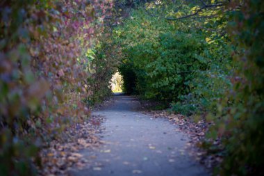 Orman yolu çalıların arasından geçiyor. Sonbahar arkaplanı. Tünelin sonuna kadar ışık