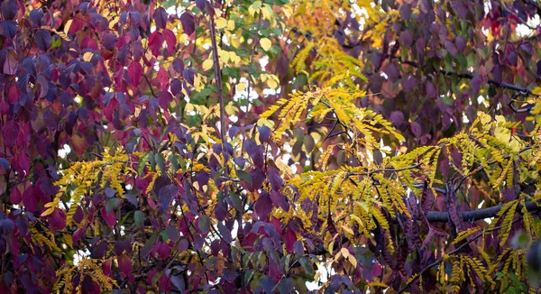 Осенний фон. желтые листья на фоне голубого неба. естественный фон — стоковое фото