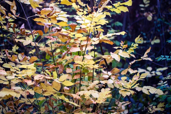 Fondo de otoño. hojas amarillas sobre un fondo de cielo azul. Fondo natural —  Fotos de Stock
