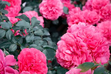 Pembe güller. Çiçek açan güllerin arkaplanı. Gül bahçesi.