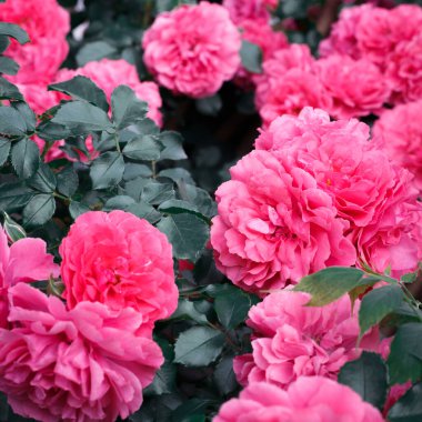 Pembe güller. Çiçek açan güllerin arkaplanı. Gül bahçesi.