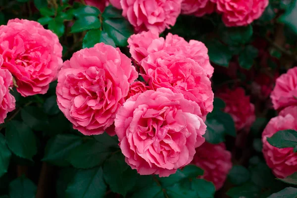 Des Roses Roses Fond Roses Fleurs Jardin Roses — Photo