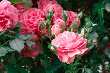 Pembe güller. Çiçek açan güllerin arkaplanı. Gül bahçesi.