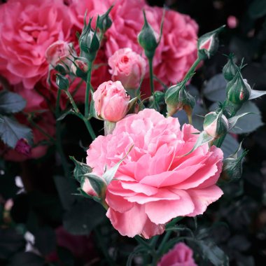 Pembe güller. Çiçek açan güllerin arkaplanı. Gül bahçesi.