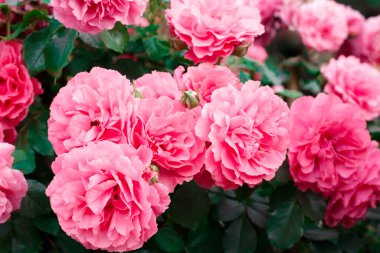 Pembe güller. Çiçek açan güllerin arkaplanı. Gül bahçesi.