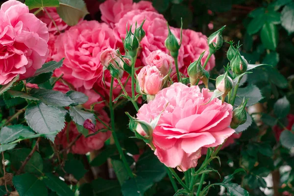 Pembe güller. Çiçek açan güllerin arkaplanı. Gül bahçesi.