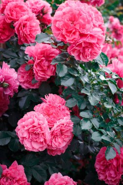 Pembe güller. Çiçek açan güllerin arkaplanı. Gül bahçesi.