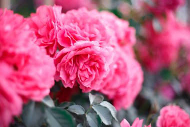 Pembe güller. Çiçek açan güllerin arkaplanı. Gül bahçesi.