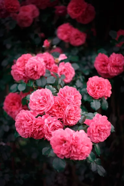 Pink Roses Background Blooming Roses Garden Roses — Stock Photo, Image