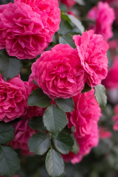 Rosas Rosa Fondo Rosas Florecientes Jardín Rosas — Foto de Stock